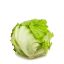 Picture of Iceberg Lettuce 