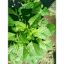 Picture of Kulitis / Wild Spinach 