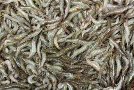 Picture of Pasayan Extra Small 